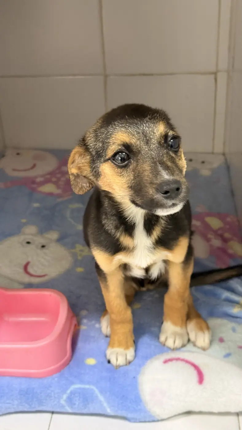 Un cachorro criollo negro y canela sentado sobre una manta en la clínica, mirando a la cámara