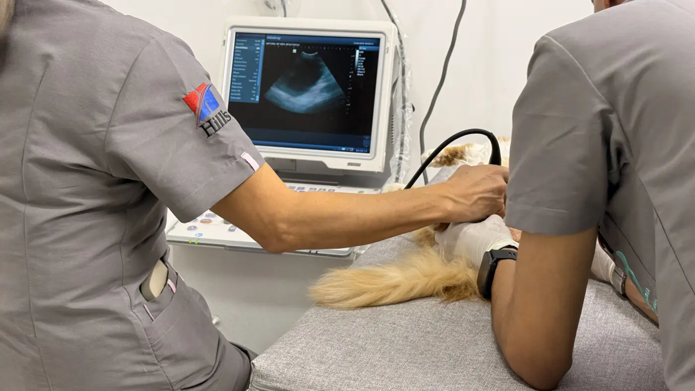 Dos profesionales de Mascott realizando una ecografía abdominal a un gato, con la imagen en el monitor del ecógrafo