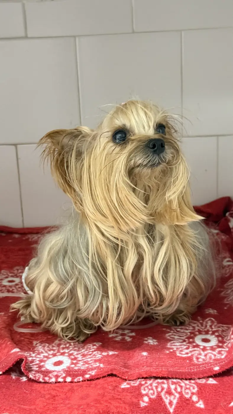 Un yorkshire terrier con el pelo largo recién cepillado, sentado sobre una manta roja después de su sesión de estética