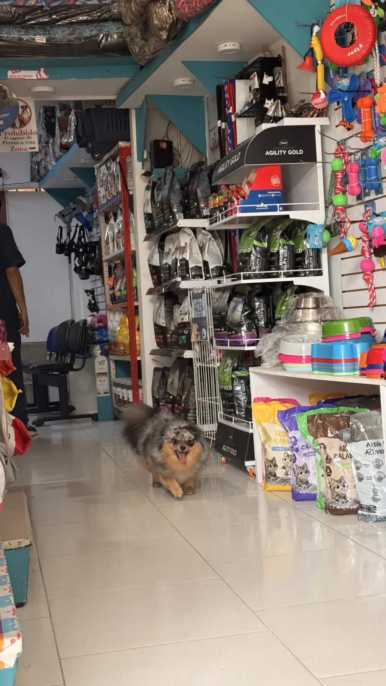 Un pomerania caminando por el pasillo de la tienda de Mascott, con la sala de espera al fondo